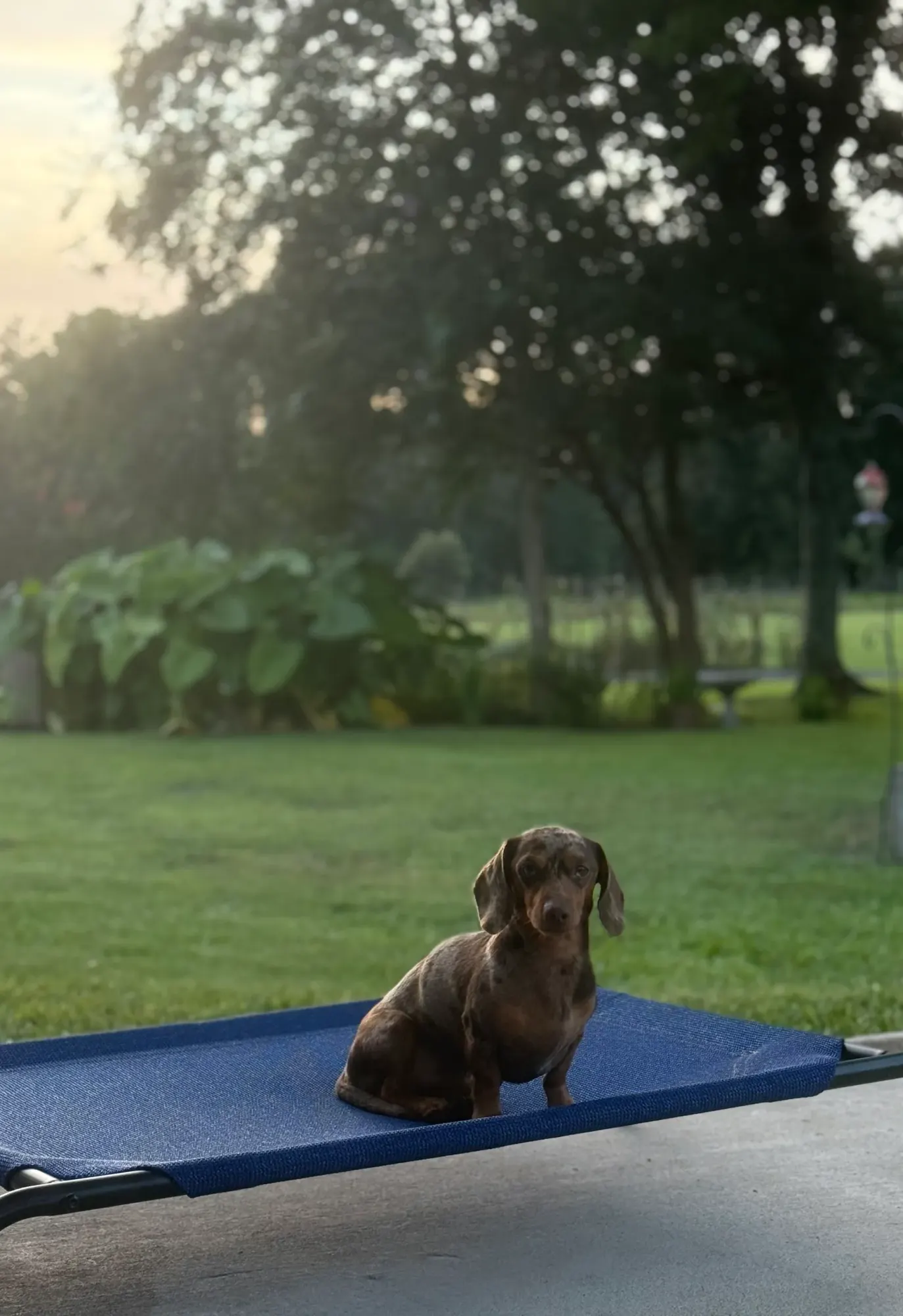 A Miniature Dachshund on a cot at sunset at Irish Rose Acres