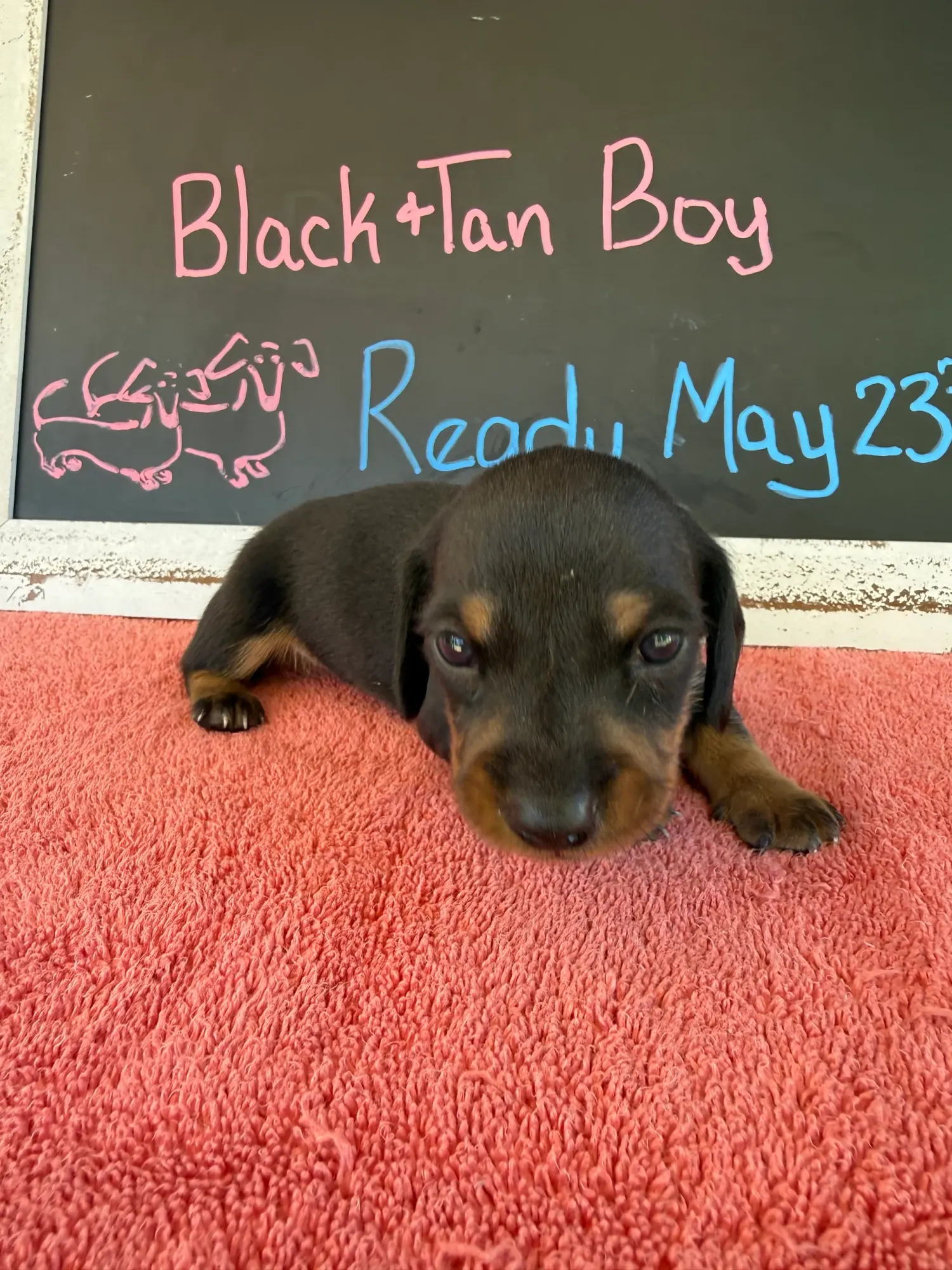 A black and tan boy on a coral towel in front of Kelli's chalkboard sign