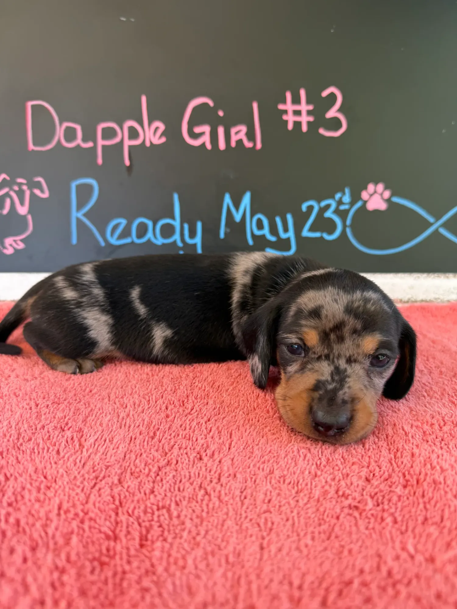A dapple girl on a coral towel in front of Kelli's chalkboard sign