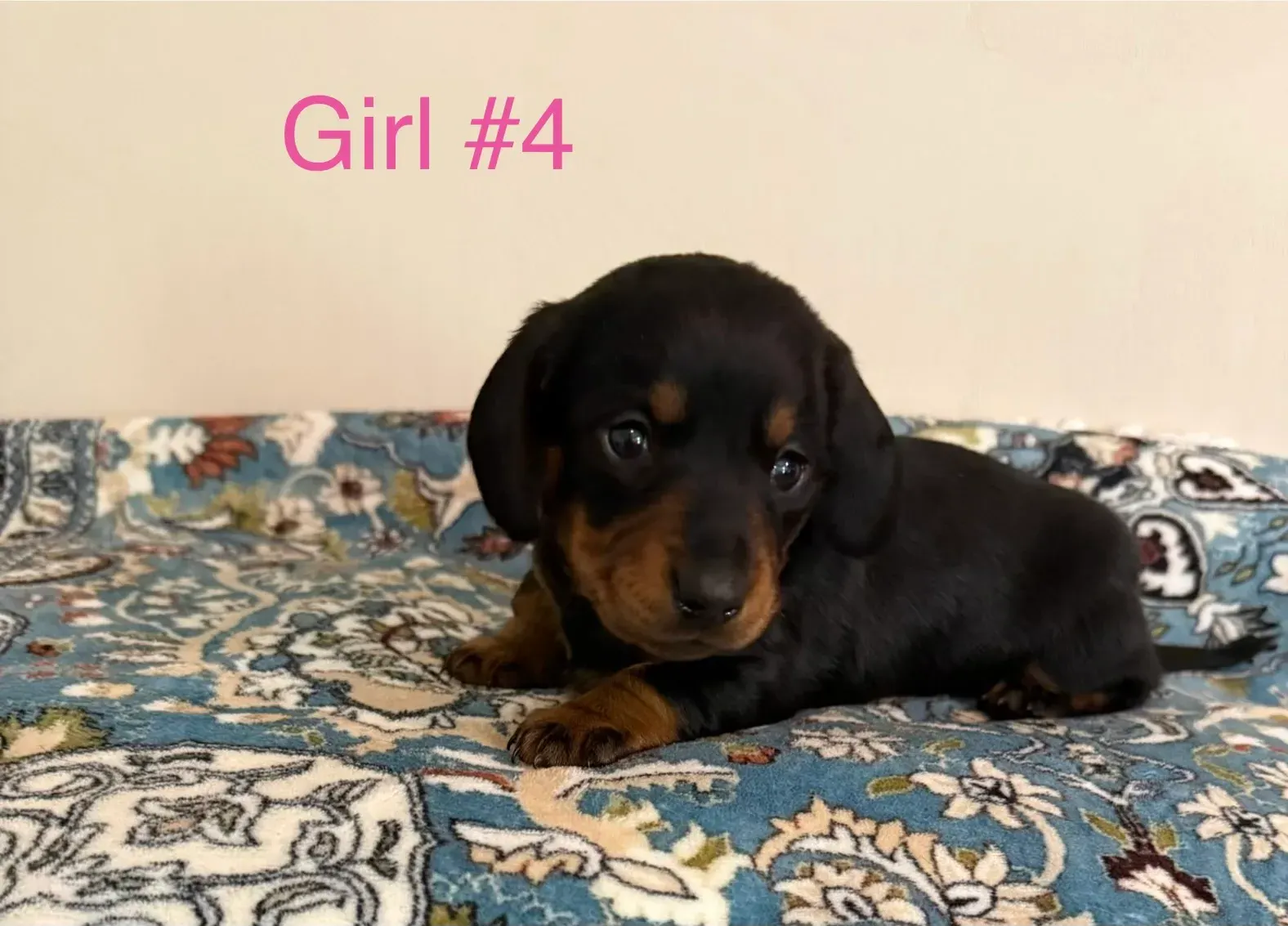 A black and tan Miniature Dachshund puppy on a blanket