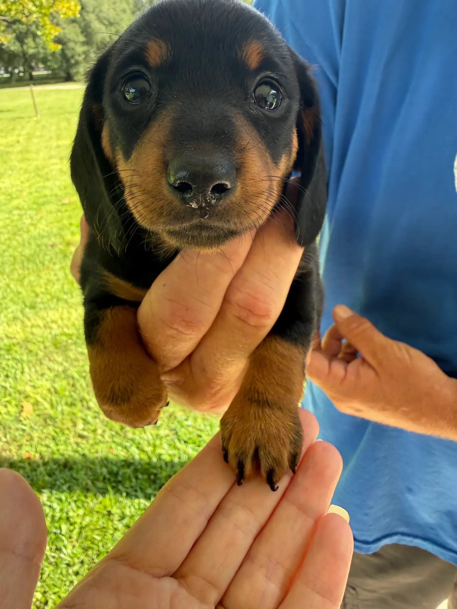 Miniature Dachshund puppy at Irish Rose Acres