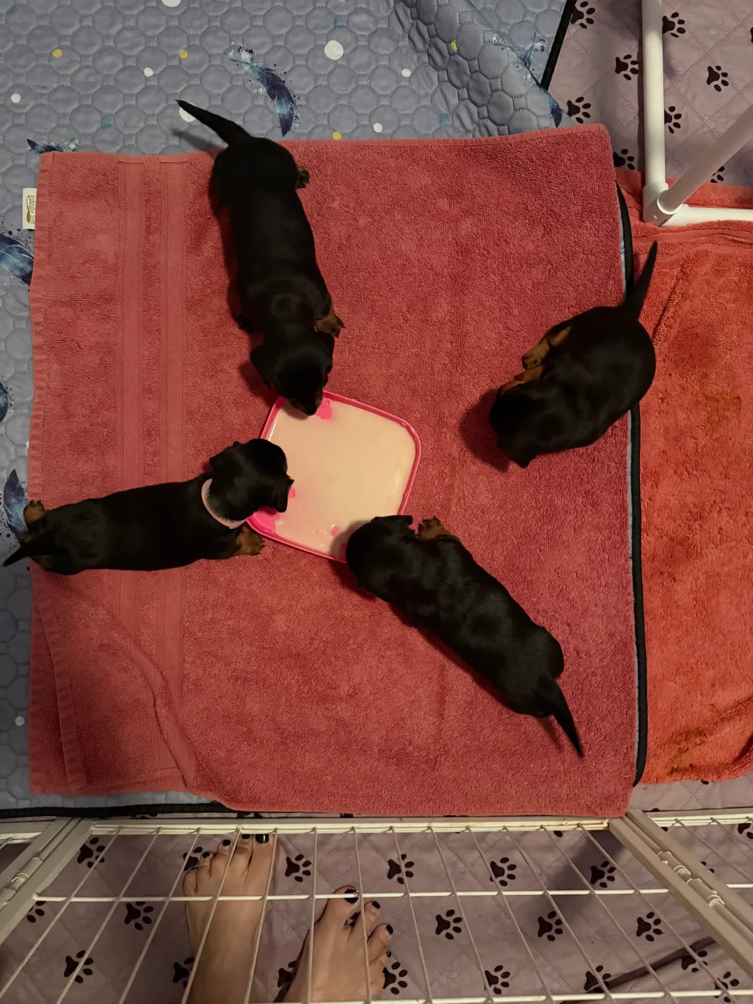 Newborn Miniature Dachshund puppies nursing