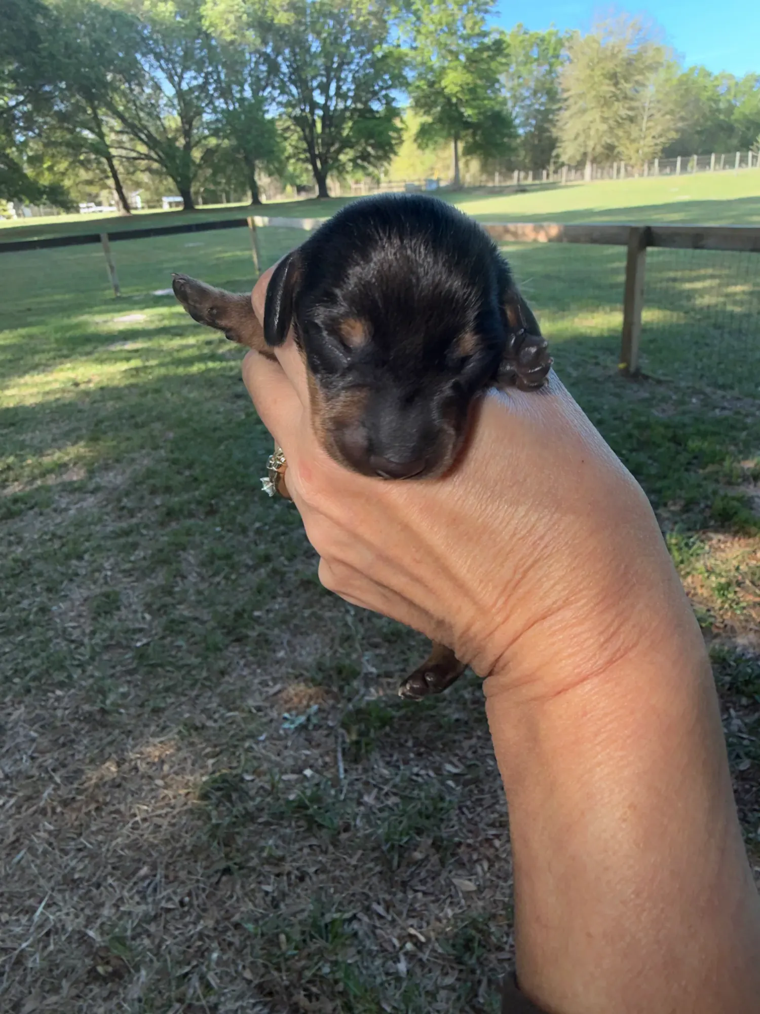 A puppy held up in front of the pasture at Irish Rose Acres