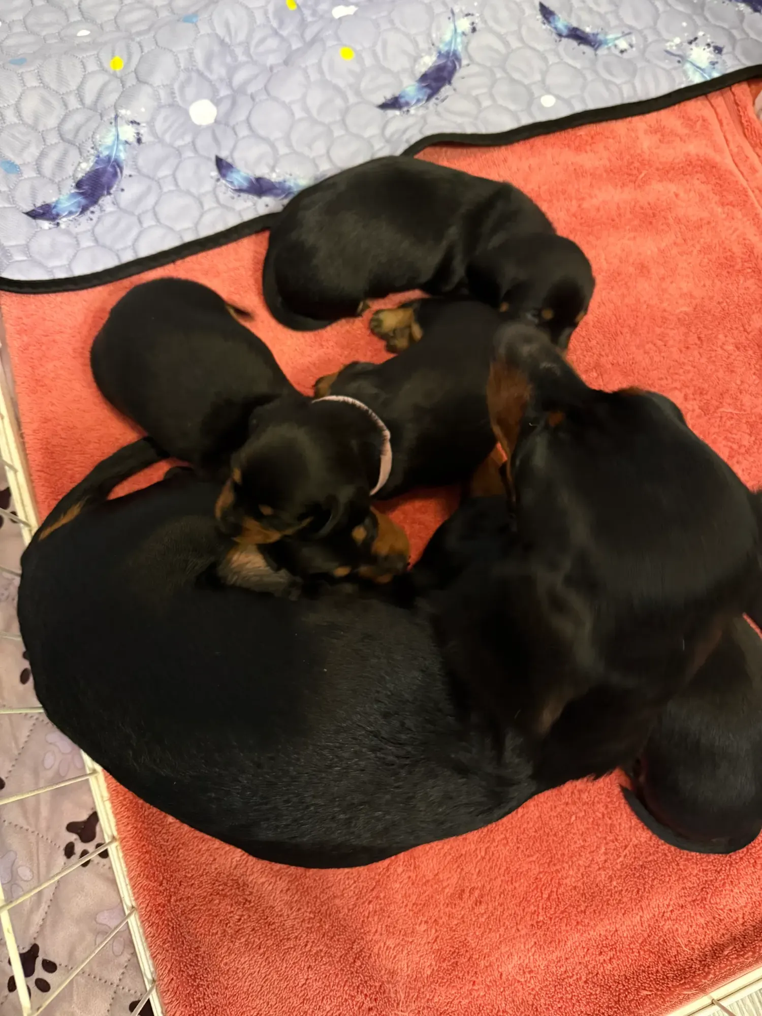 Miniature Dachshund puppies piled on a red towel